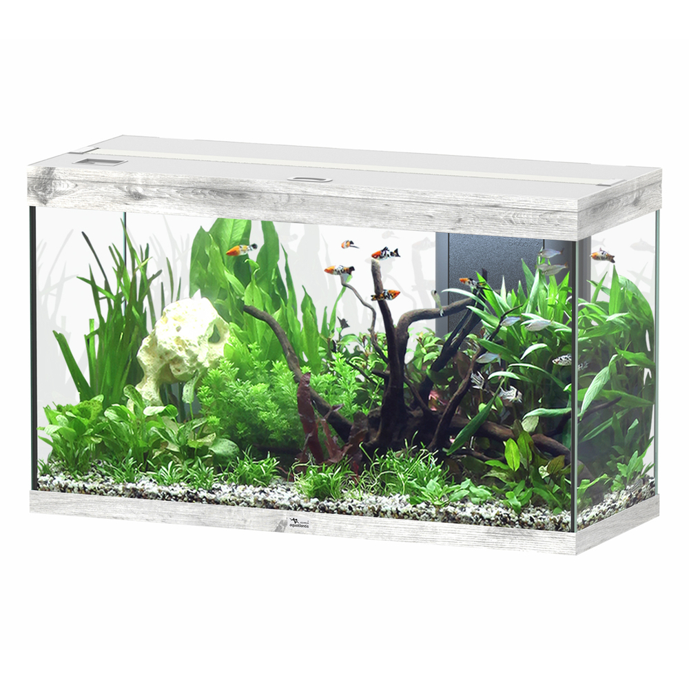 SPLENDID 100X40 CHENE BLC EQP-(1039162)