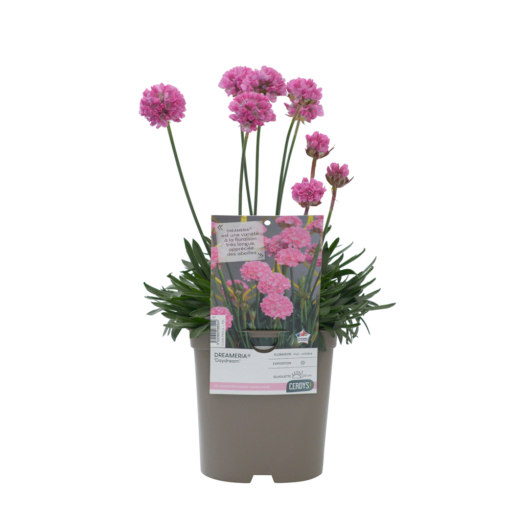 Armeria Dreameria® 'Daydream' : pot 2L