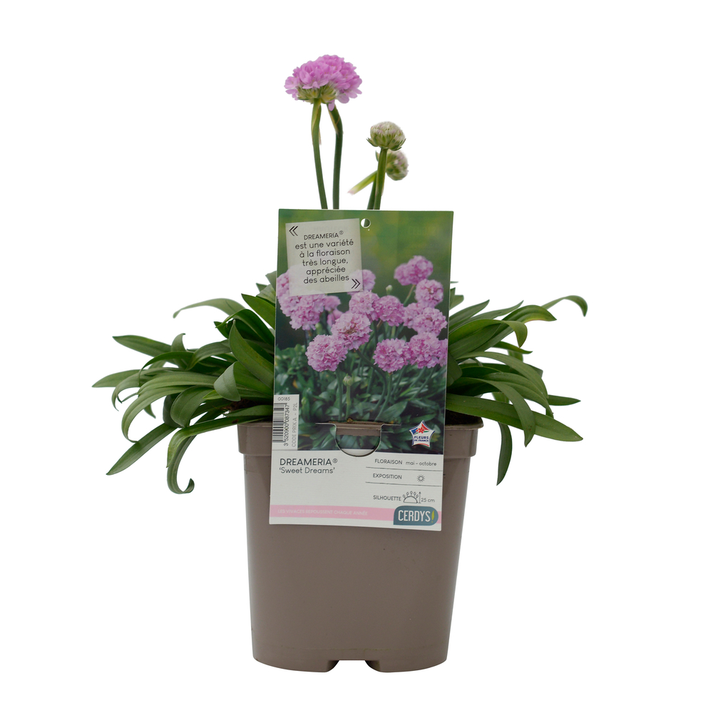 Armeria Dreameria® 'Sweet Dreams' : pot 2L