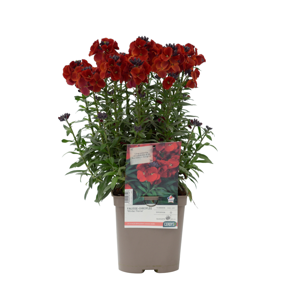 Erysimum 'Winter Flame' : pot 2L