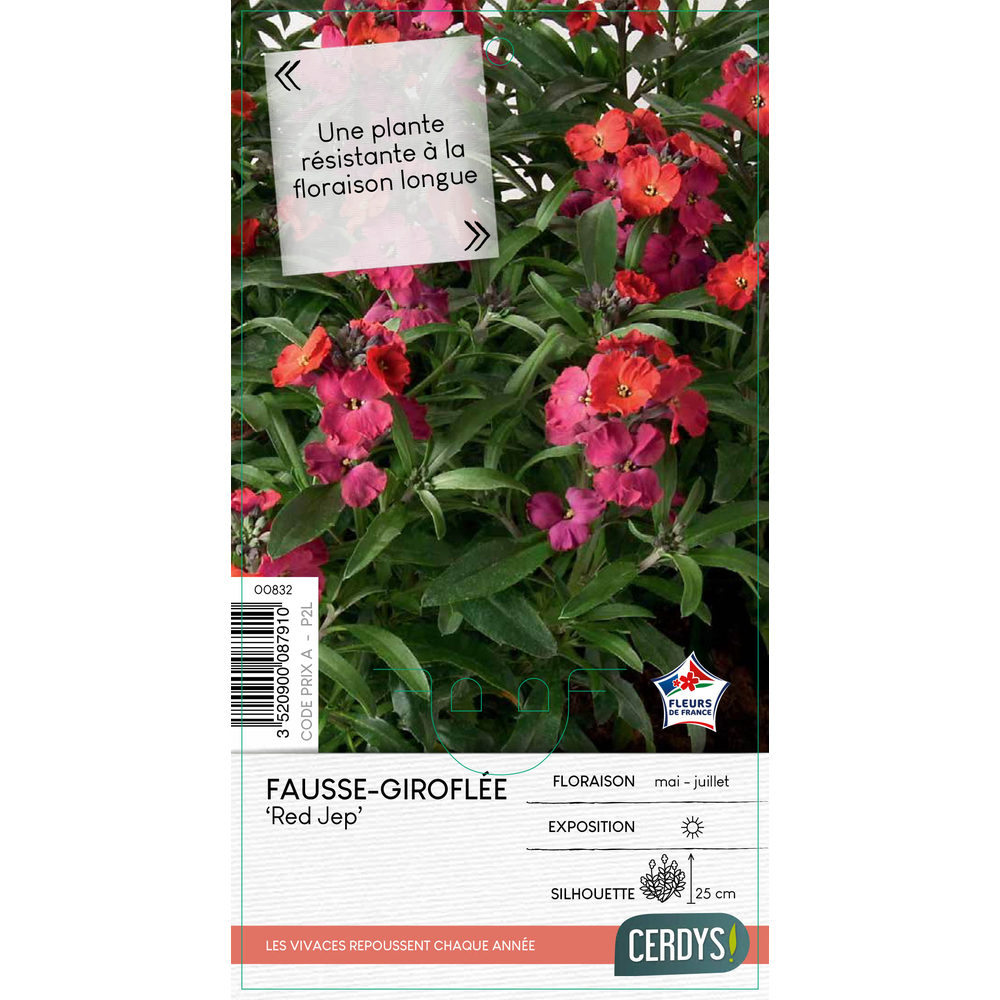 Erysimum 'Red Jep' : pot 2L