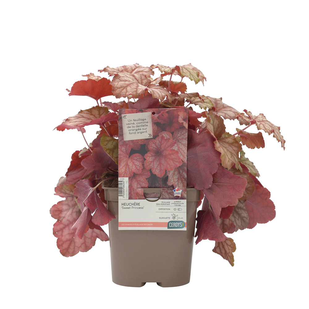 Heuchère 'Sweet Princess' : pot 2L