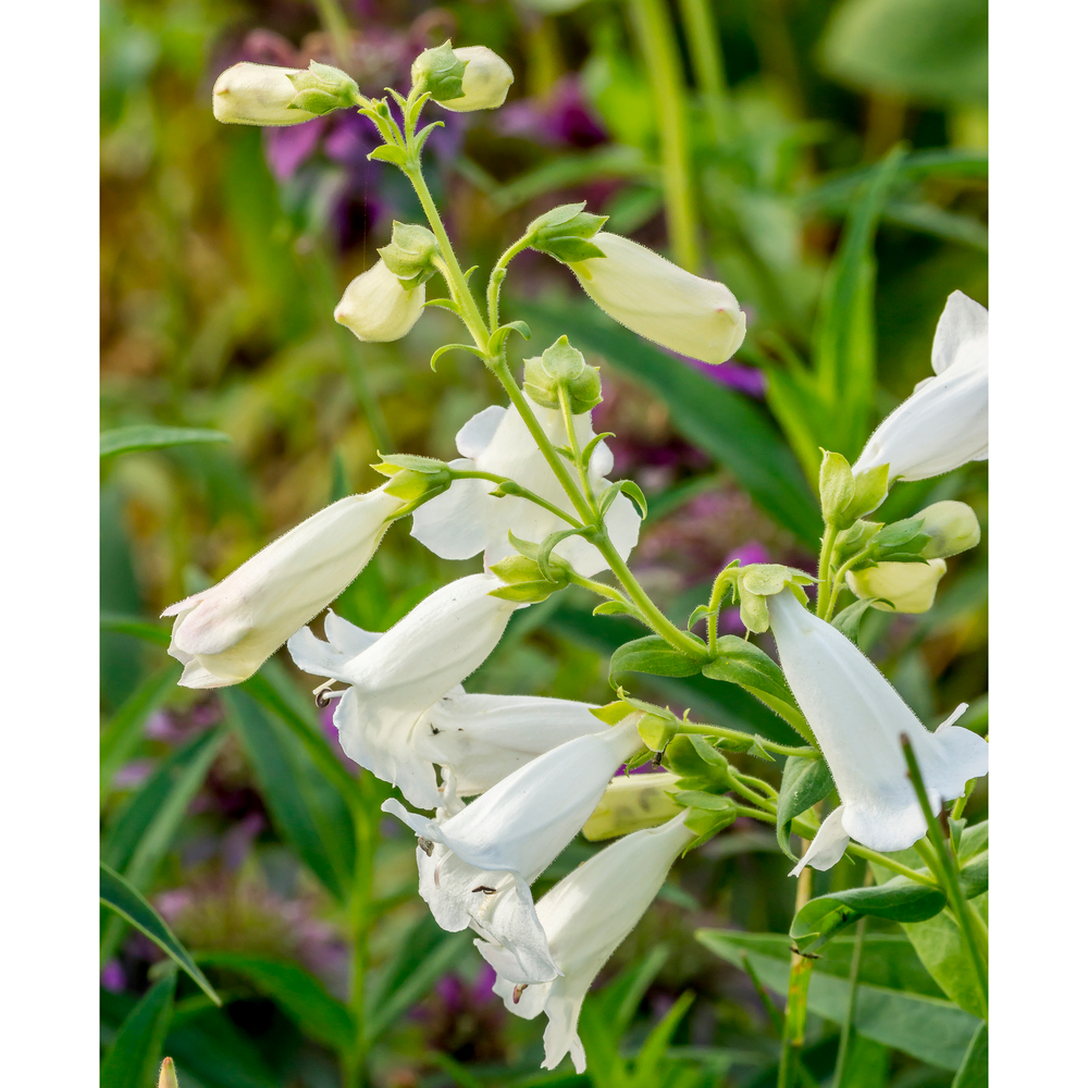 Penstemon 'White Bedder' - Godet