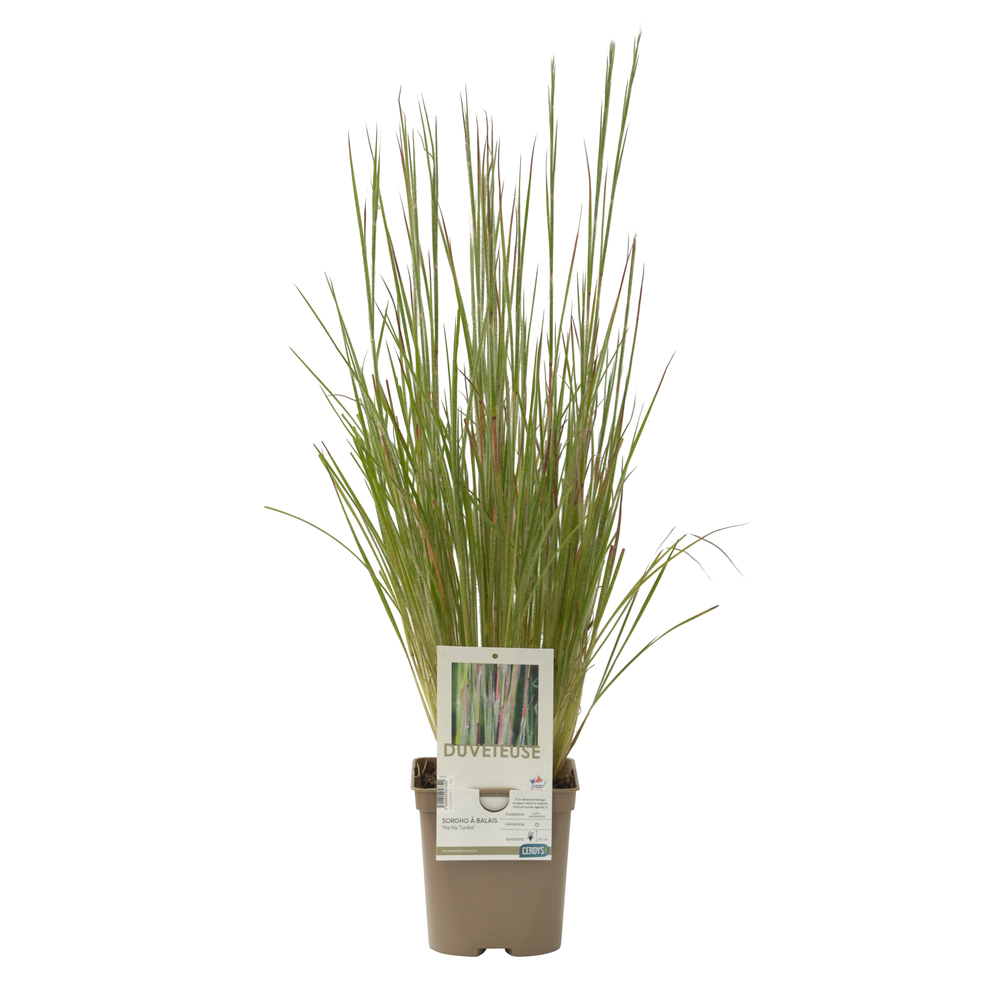 Sorgho à balais 'Ha Ha Tonka®' : pot 2L