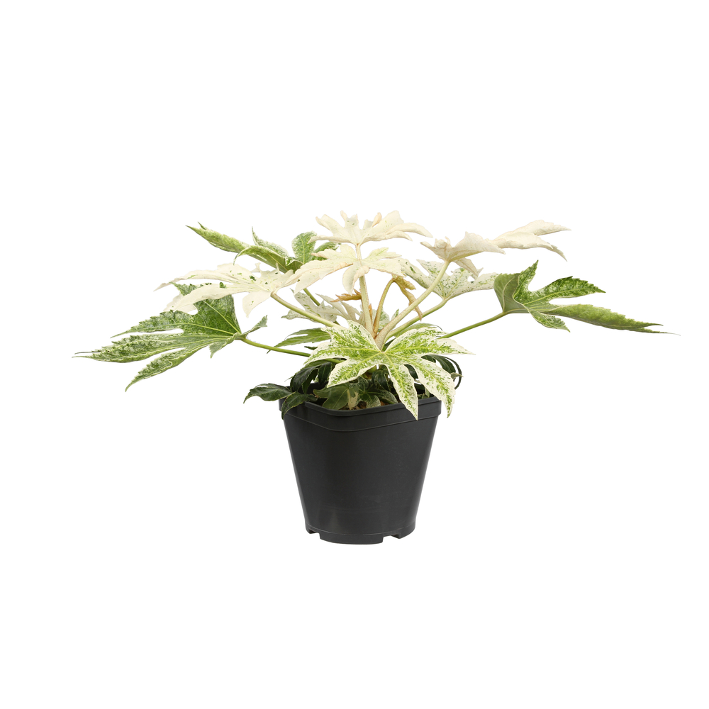 Fatsia 'Sipder Web' : pot 10L