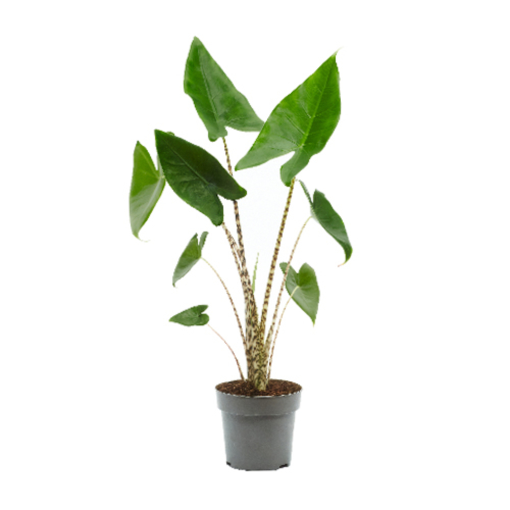 Alocasia Zebrina pot D14cm