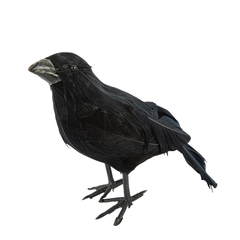 Corbeau plumes noires - 12,5x20cm