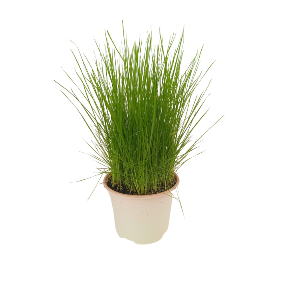 Herbe à chat : bio - pot D.10,5cm