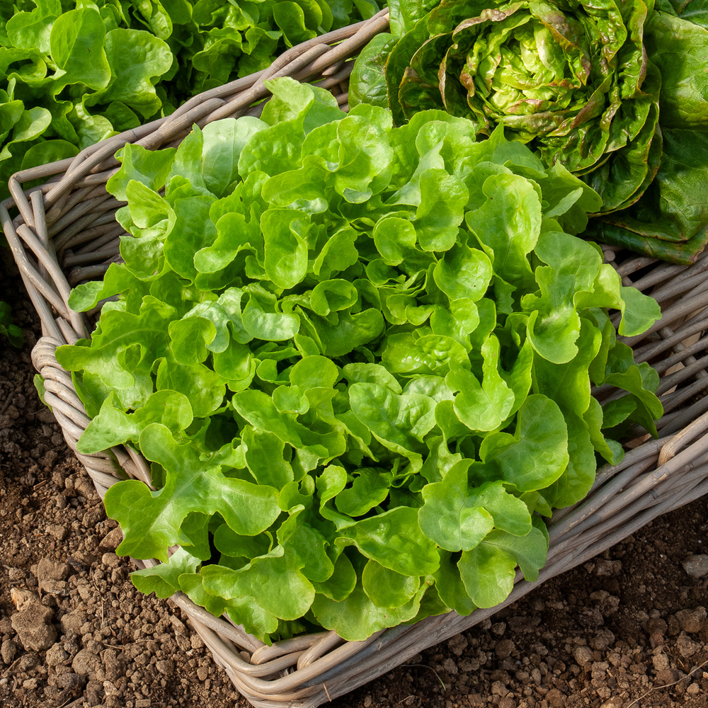 Plants de laitue Feuille de chêne 'Quito' : barquette de 12 plants