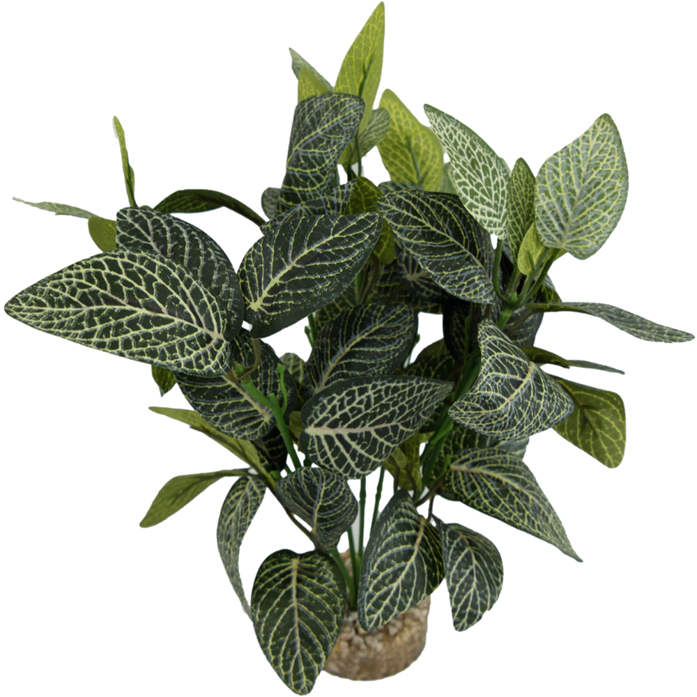 FITTONIA-(1040766)