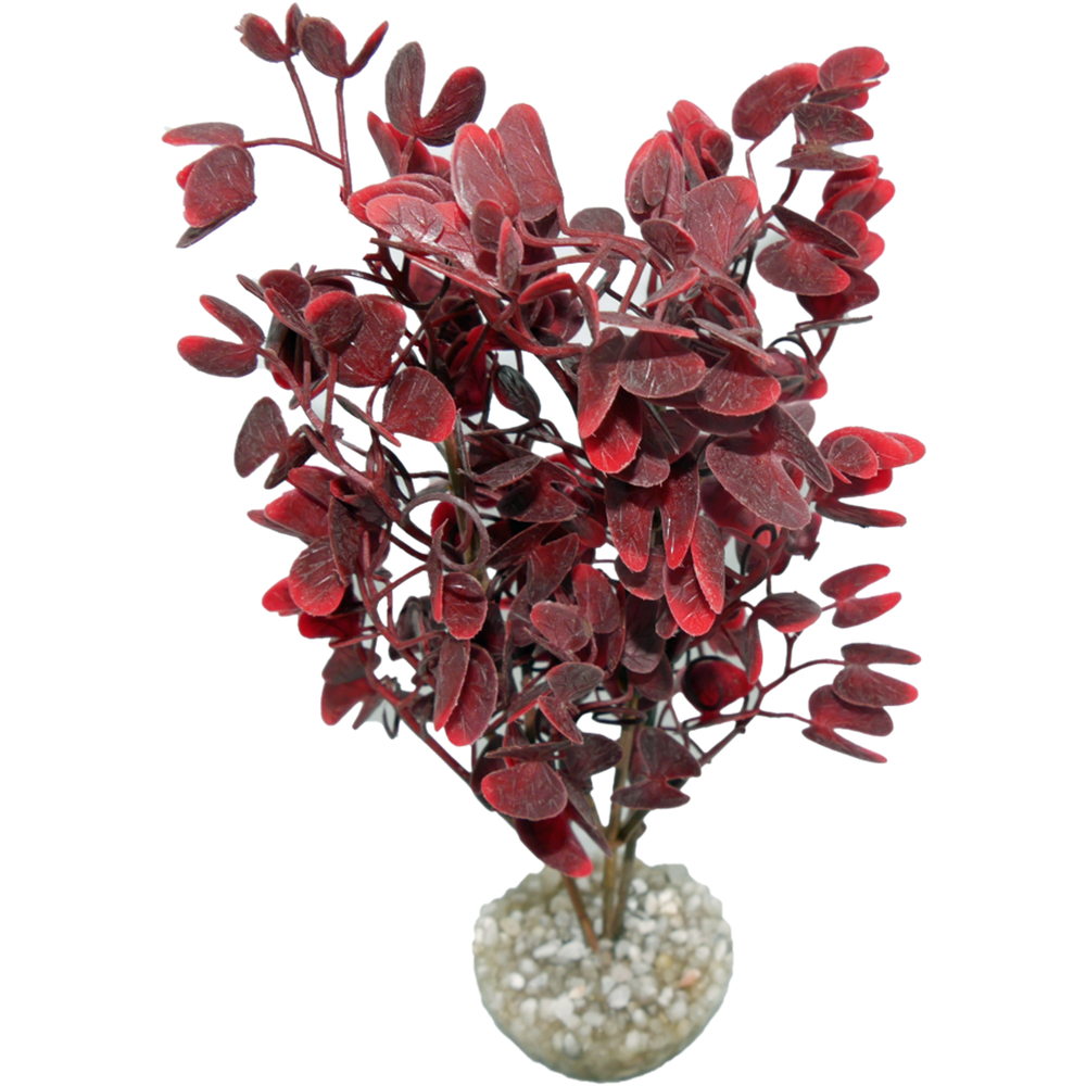 MICRANTHENUM GM BURGUNDY-(1040771)