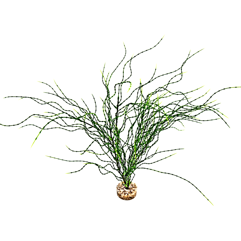 PSILOTUM MM-(1040773)