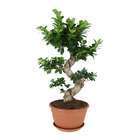 Ficus Ginseng S:pot D27 cm