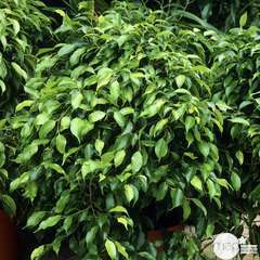 Ficus benjamina 'Exotica':pot D24 cm