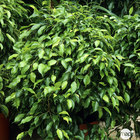 Ficus benjamina 'Exotica':pot D24 cm
