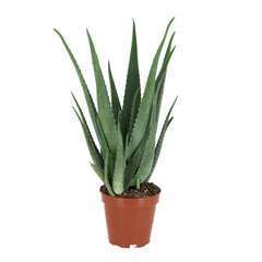 Aloe vera:pot D19 cm
