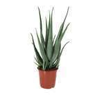 Aloe vera:pot D25 cm