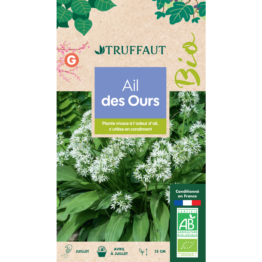 Graines d'ail des Ours Bio