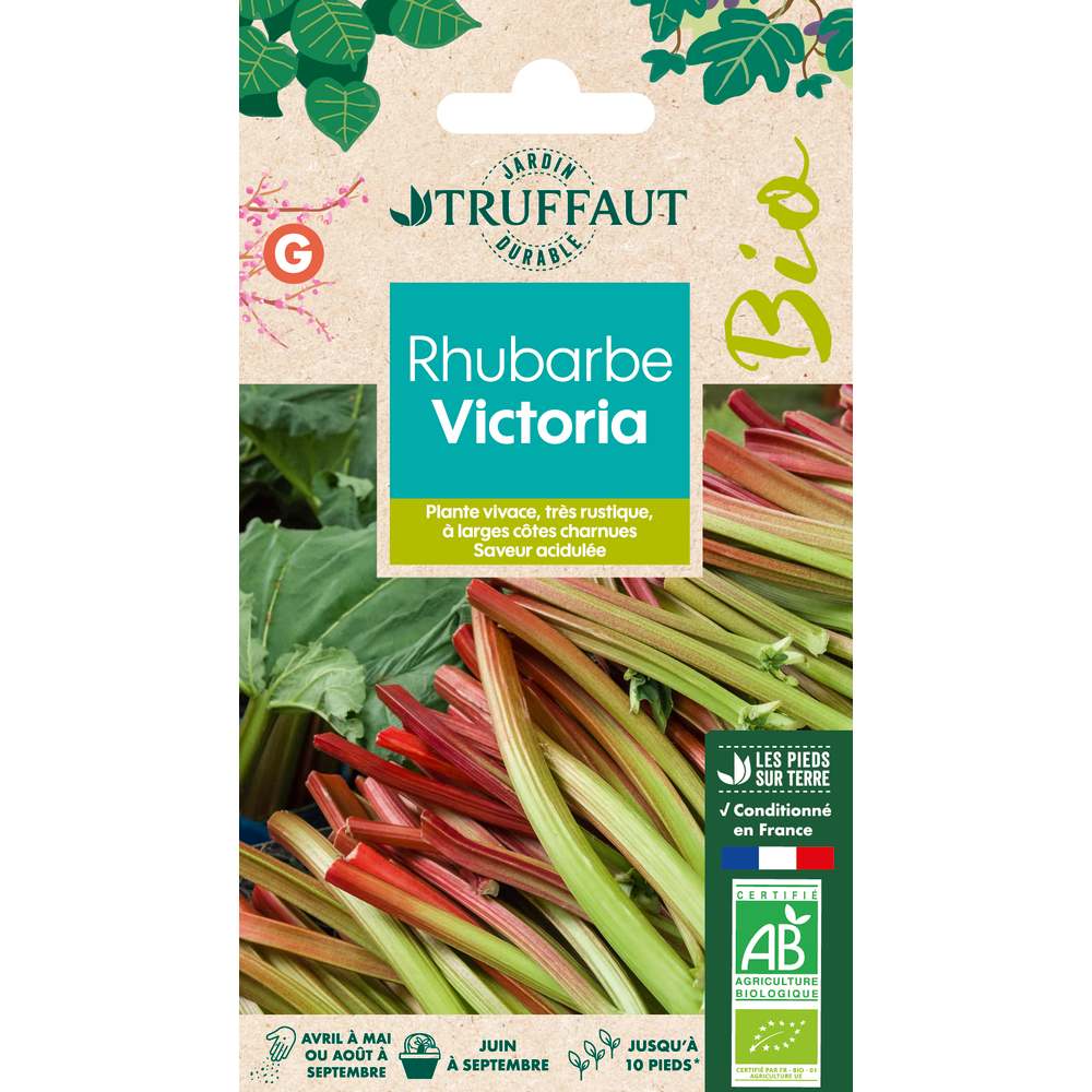 Graines de Rhubarbe Victoria Bio