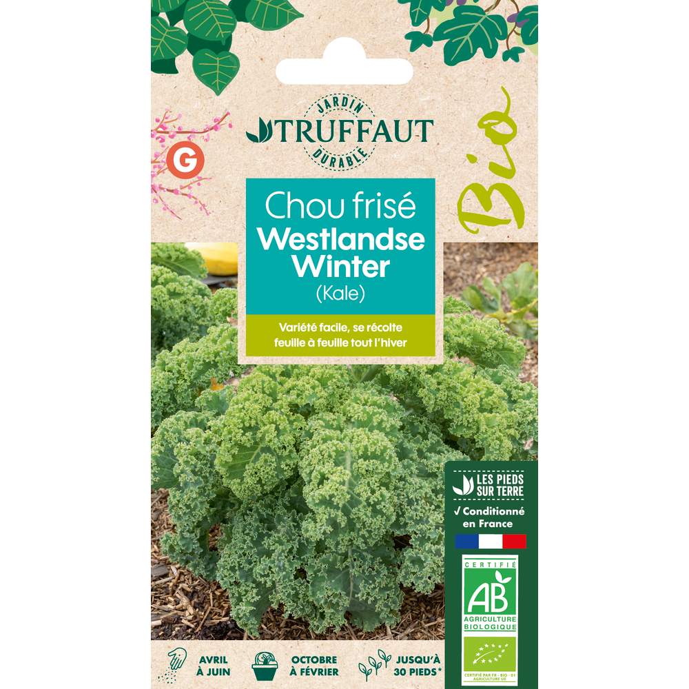 Graines de Chou Frisé (Kale) Westlandse Winter Bio