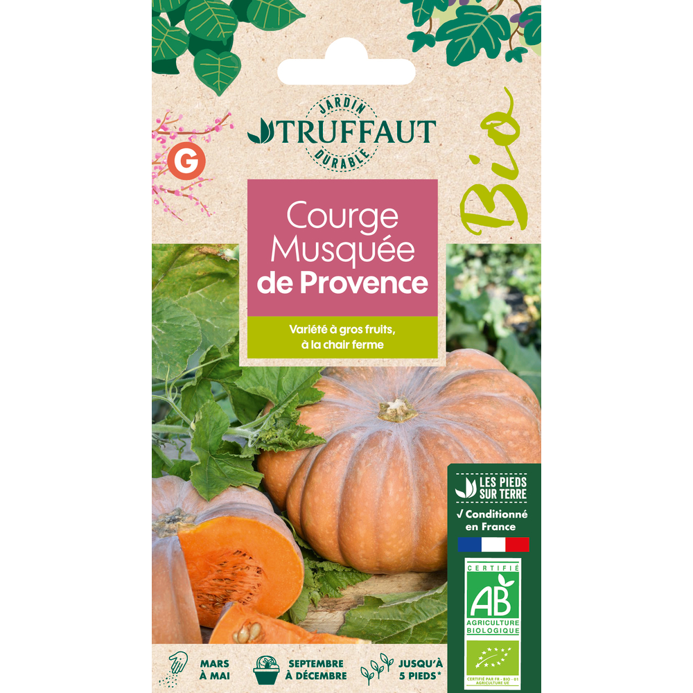 Graines de Courge Musquée Muscade (d'Hiver de Provence) Bio