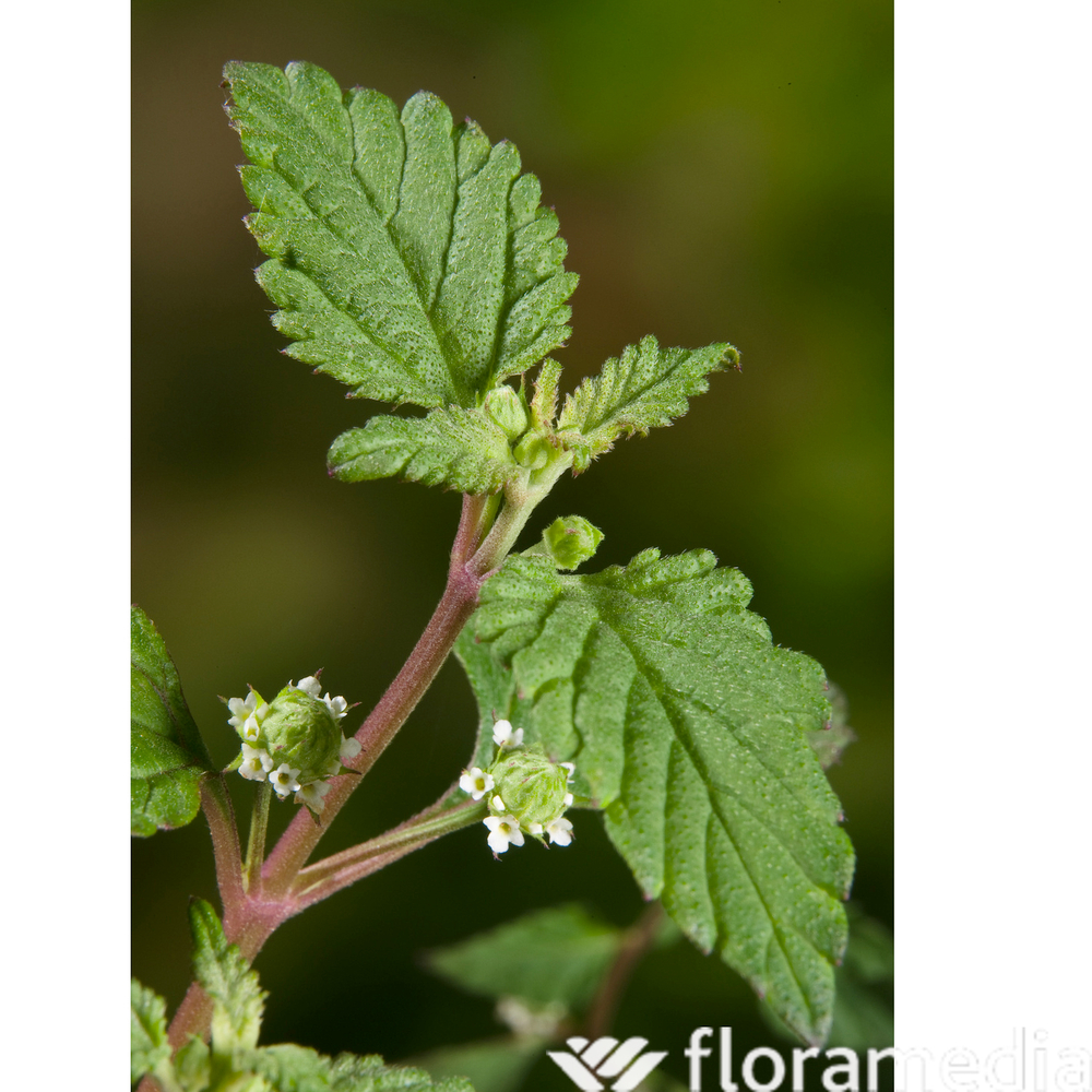 Herbe sucrée des Aztéques - Godet 9cm - AB