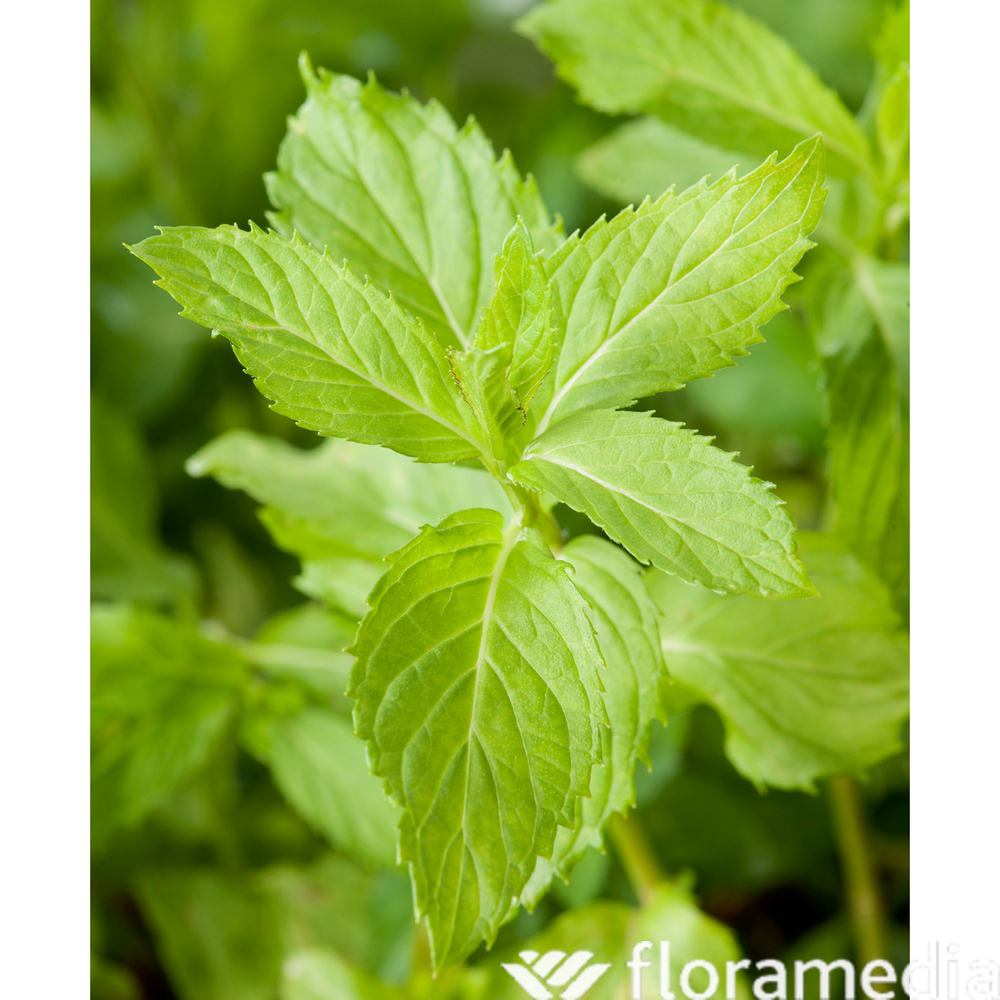 Menthe Anglaise - Godet 9cm - AB