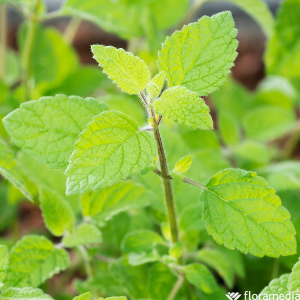 Plant de Menthe suisse AB - Godet 9 cm 