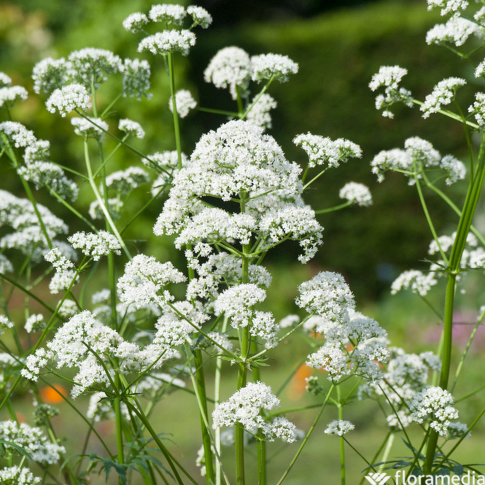 Plant de Valériane officinale AB - Godet 9cm