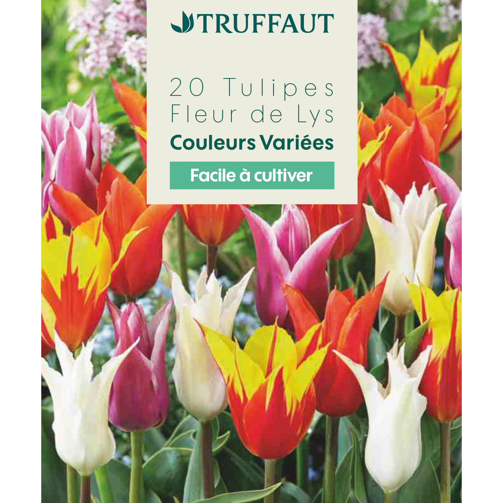 Bulbes à fleurs - Pack de variétés de tulipes (100 bulbes) 