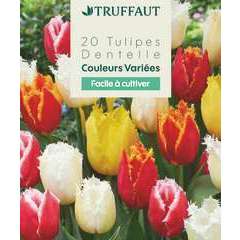 Bulbes de Tulipes variétés dentelées Sachet de 20 bulbes Calibre 11/12