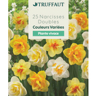 Bulbes de Narcisses doubles aux Coloris variés X 25 calibre 12/14