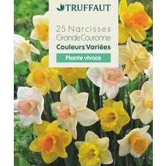 Bulbes de Narcisses Grandes feuilles Coloris variés X25 calibre 12/15