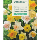 Bulbes de Narcisses Grandes feuilles Coloris variés X25 calibre 12/15
