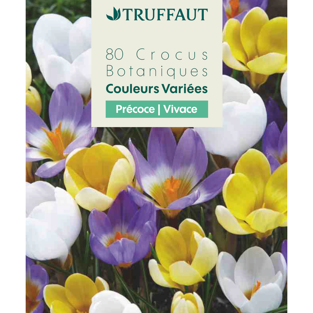 Bulbes de Crocus botaniques mélange de couleurs x80 calibre 5/6