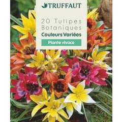 Bulbes de Tulipes variétés botaniques en étoile 20 bulbes Calibre 6/+
