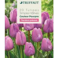 Bulbes de Tulipe Simple Hâtive Pourpre X20 11/12