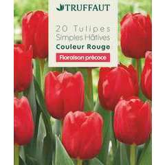 Bulbes de Tulipe Simple Hâtive Rouge X20 11/12
