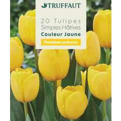 Bulbes de Tulipe Simple Hâtive Jaune X20 11/12