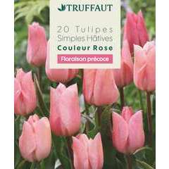 Bulbes de Tulipe Simple Hâtive Rose X20 11/12