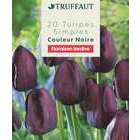 Bulbes de Tulipe Simple Hâtive Noire X20 11/12