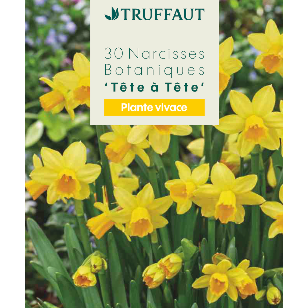 Bulbes de Narcisses tête à tête X30 calibre 10+