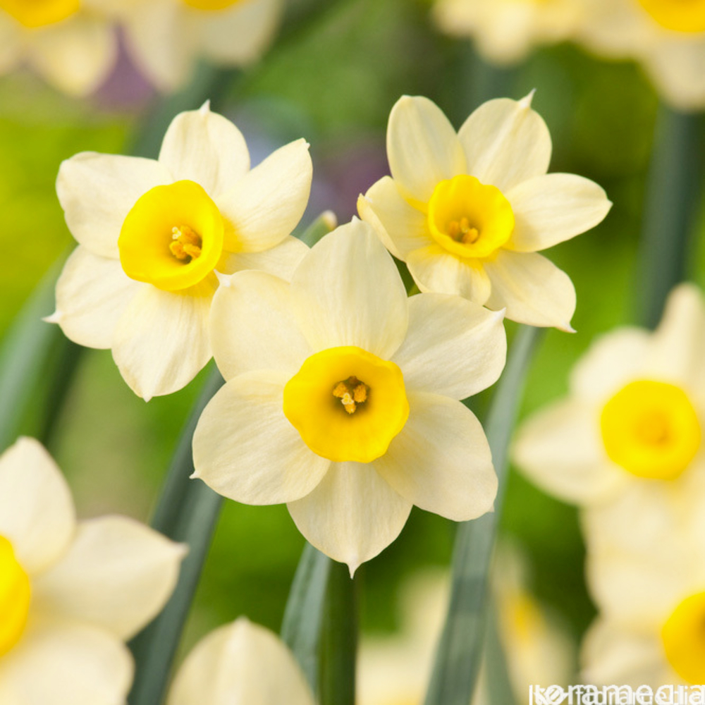 Bulbes de Narcisse Minnow x20