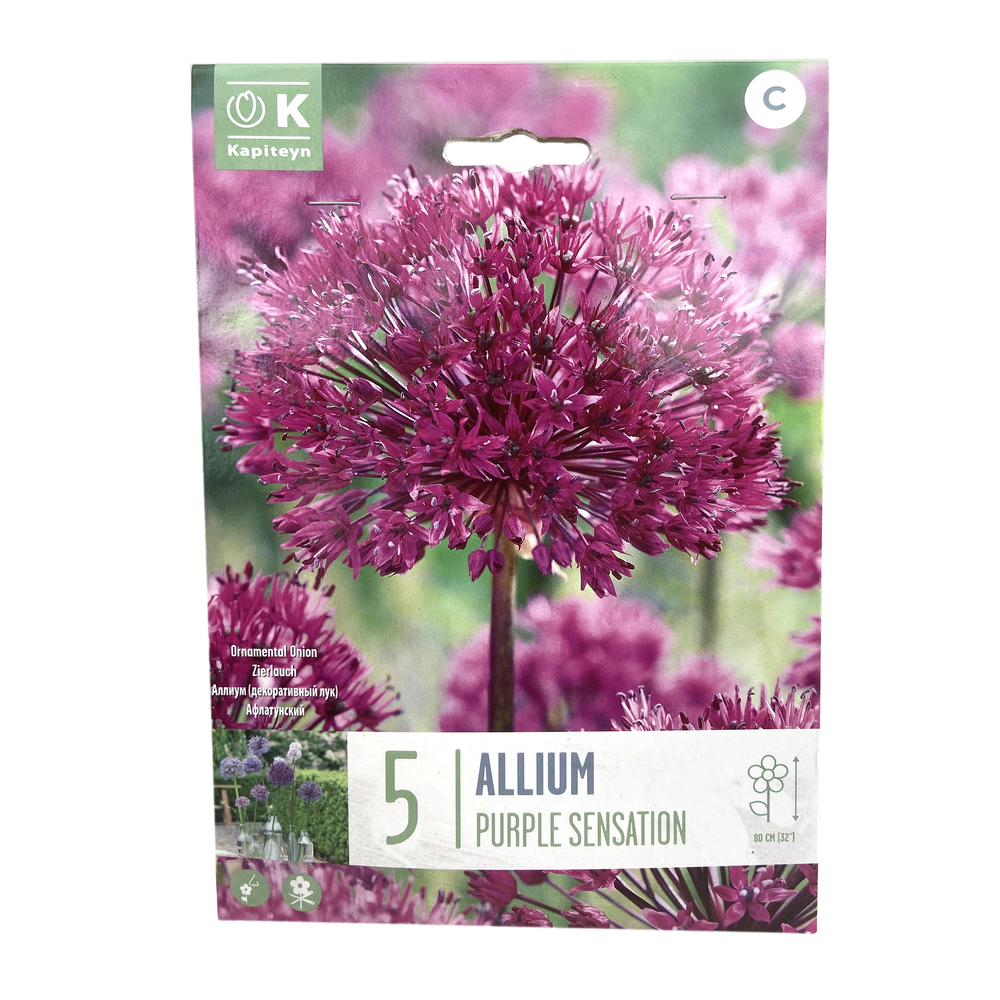 Bulbes d'ail d'ornement 'Purple Sensation' x 5