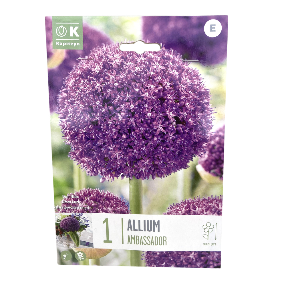 Bulbes d'ail d'ornement - Allium 'Ambassador' x 1