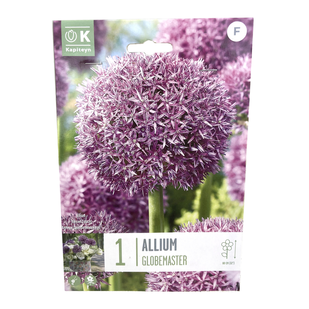 Bulbes d'ail d'ornement- Allium 'Globemaster'
