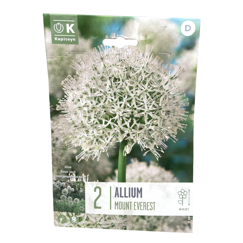 Bulbes d'ail d'ornement, Allium 'Mount Everest' x 2