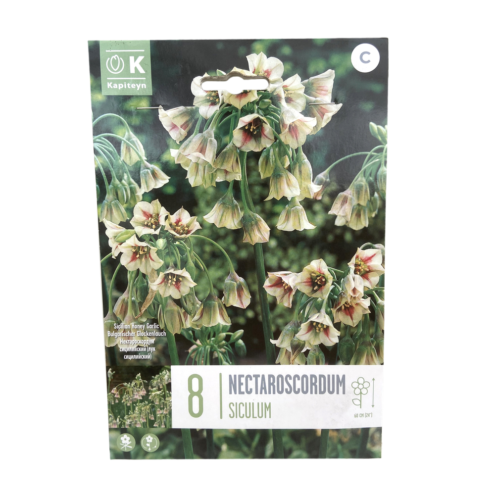 Bulbes d'ail d'ornement 'Nectaroscordum siculum' x 8