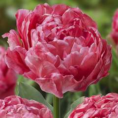Bulbes de Tulipe Sweet Amyn Rose en sachet de 8 bulbes Calibre 11/+