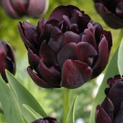 Bulbes de Tulipe Canyon noire en sachet de 8 bulbes Calibre 12/+